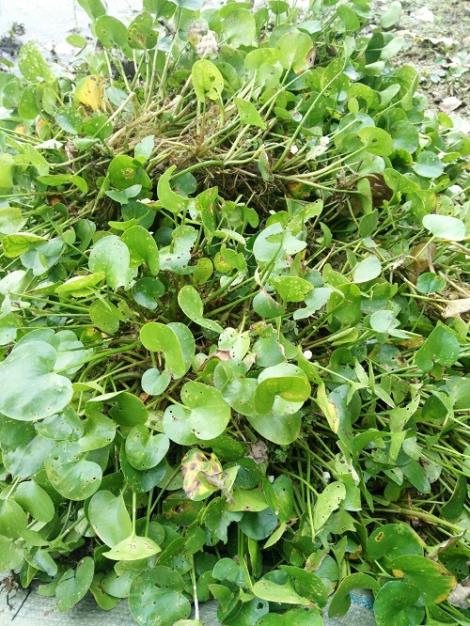 大型水草种植基地 伊乐藻 水花生