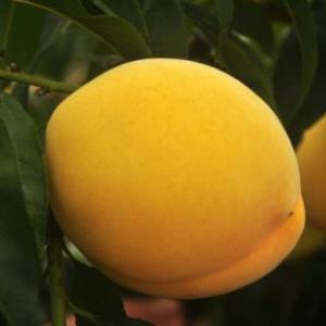 黃金桃