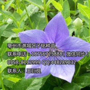 桔梗的功效有哪些？