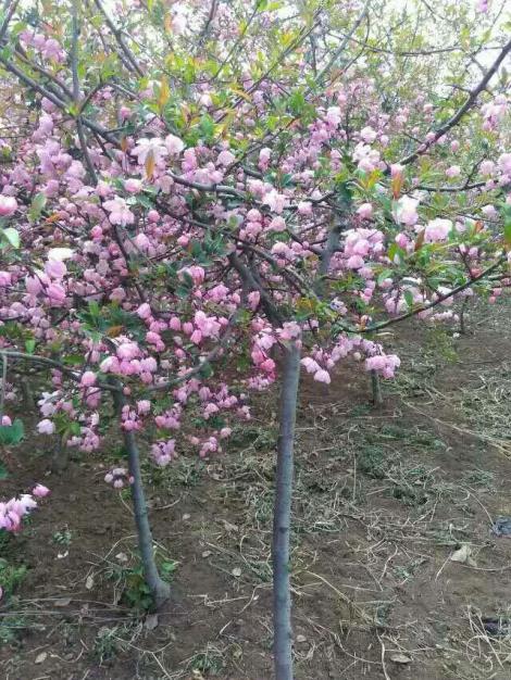 临沂海棠苗木 临沂红枫基地 临沂竹柳 临沂园林苗木