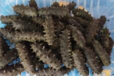 淡干海參批發(fā)