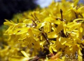 雙花連翹提取物