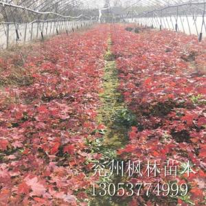 山東美國紅楓11