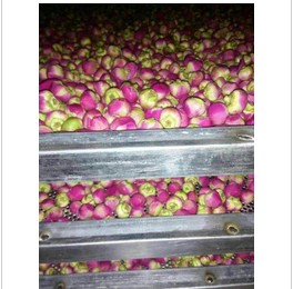 玫瑰花茶烘干機