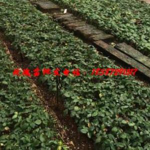 玫瑰種苗培育基地，云南玫瑰苗