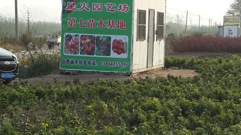 自育南北方可種植的各種大櫻桃苗車厘子櫻桃