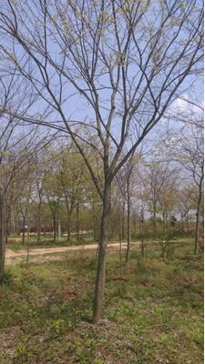 優(yōu)質(zhì)樸樹公司