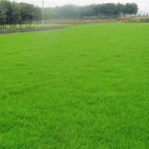 馬尼拉草坪公司