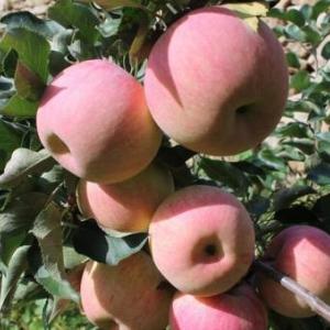 沂源紅富士