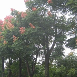 大型欒樹銷售