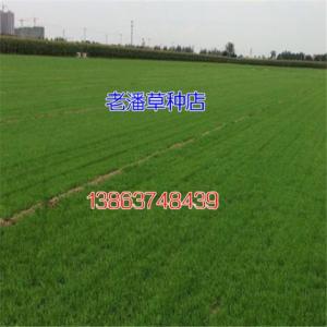 草坪種子高羊茅