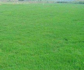 狗牙根草坪批發