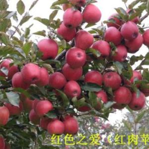 蘋果苗