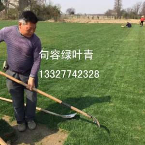 混播黑麥草草皮