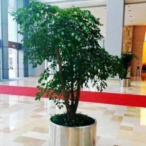 常州花木租賃公司