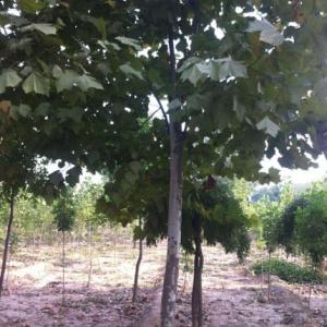 10公分法桐10公分速生法梧10公分懸鈴