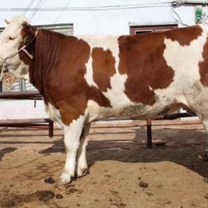 肉牛/肉牛價(jià)格/肉牛養(yǎng)殖場(chǎng)【免費(fèi)運(yùn)輸】