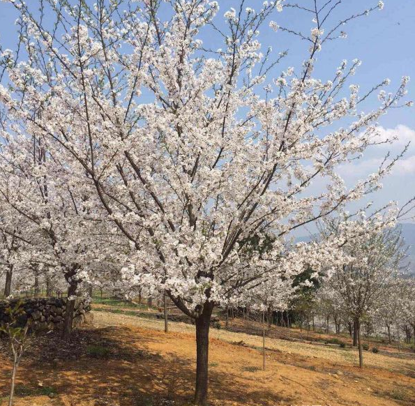 白色樱花树