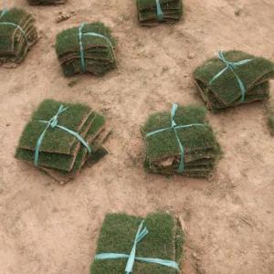 句容矮生百慕大草