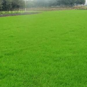 江蘇草坪