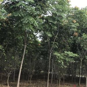 欒樹批發廠家