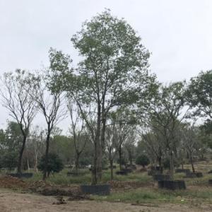 烏桕12公分到40公分