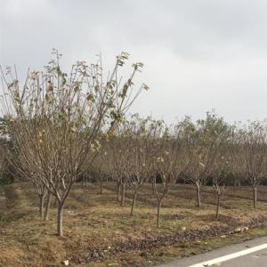 櫻花批發