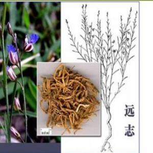 遠志提取物 遠志浸膏粉 安神益智保健原料