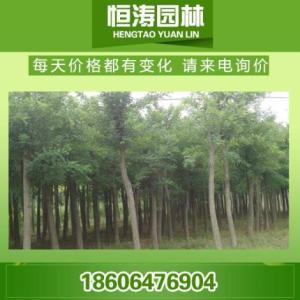 18公分法桐、20公分法桐樹