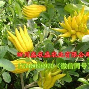 川佛手苗、佛手柑苗、佛手樹苗