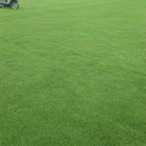 混播草坪銷售價格