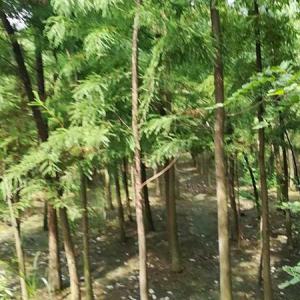 池杉供應廠家銷售