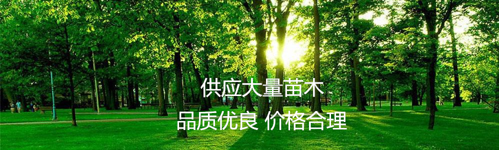句容市白兔镇顺子家庭农场凯门鳄鱼有气孔吗图片