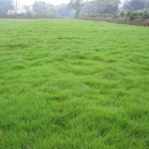 結(jié)縷草草坪