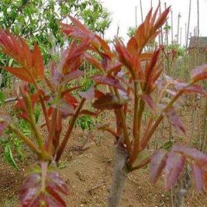 香椿苗批發(fā)