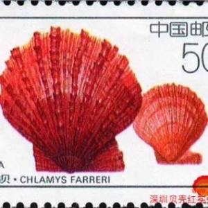 深圳貝殼郵票 貝殼郵票咨詢 貝殼紅供