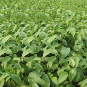 6萬顆5公分喬華櫻桃苗