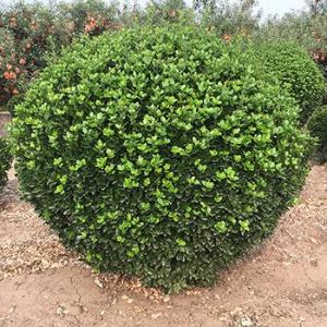 招遠大葉黃楊球基地