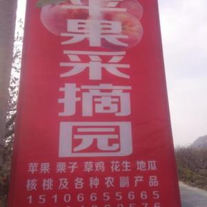 小戚家蘋果采摘