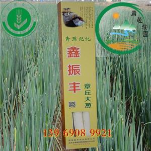正宗章丘大蔥禮品大蔥新鮮蔬菜種植基地