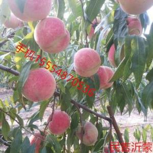 民吉霜紅桃廠家批發(fā)