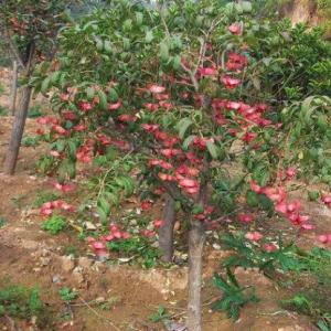 金絲吊蝴蝶苗木批發