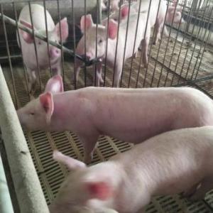 農家養殖生態豬 三元豬生豬大量銷售