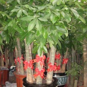 遵義花卉綠植租擺