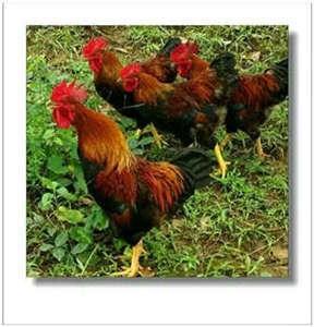 上海蟲子土雞蛋-上海蟲子土雞蛋報價行情-新粵農場供