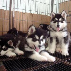 莆田寵物在哪,莆田寵物怎么養,莆田寵物價格,小露供