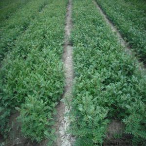 花椒苗地徑90公分