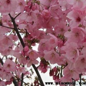 櫻花