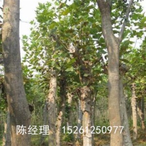 懸鈴木最新價格