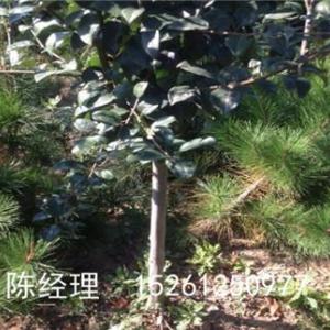 優質冬紅果海棠小苗
